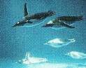 ペンギン水族館の画像:2